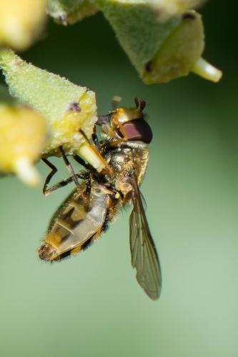 Réf. 296 331 : Syrphus vitripennis