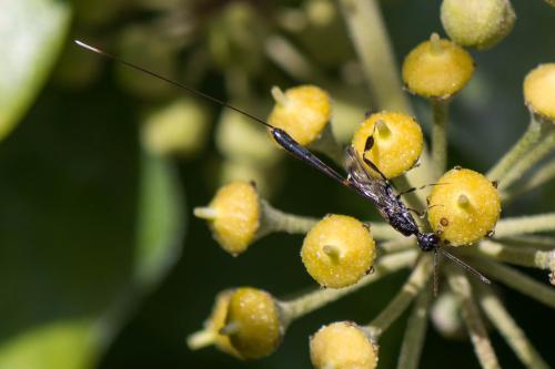Gasteruption sp.
