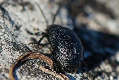 Réf. 296 622 : Galeruca sp.