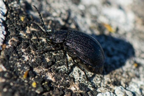 Réf. 296 621 : Galeruca sp.