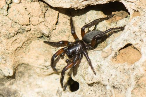 Gnaphosa (alpica-bicolor)