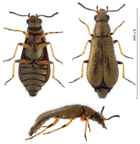 Dasytes croceipes