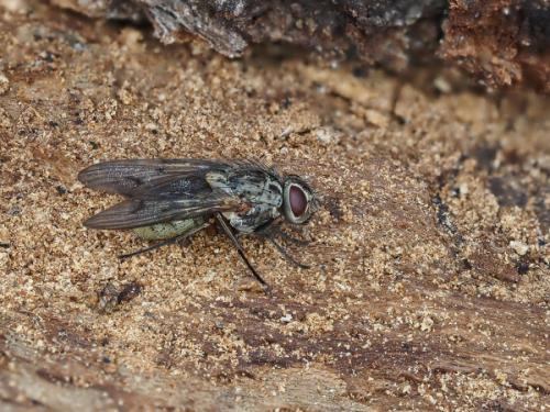 Phaonia tuguriorum