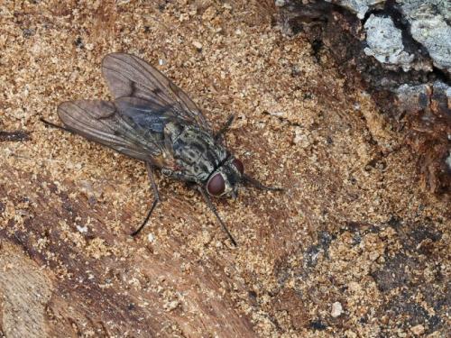 Phaonia tuguriorum