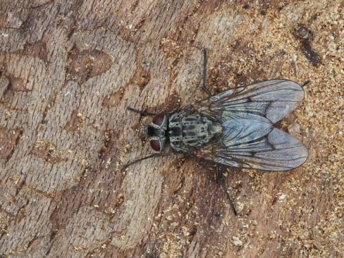Phaonia tuguriorum