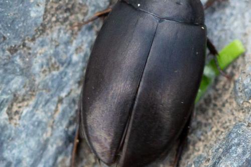 Agabus bipustulatus