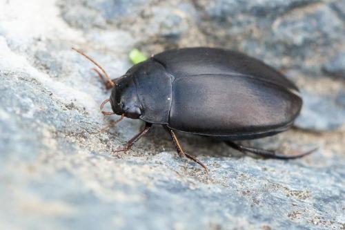 Agabus bipustulatus