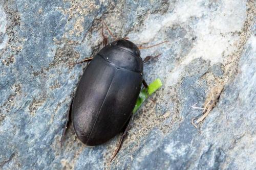 Agabus bipustulatus