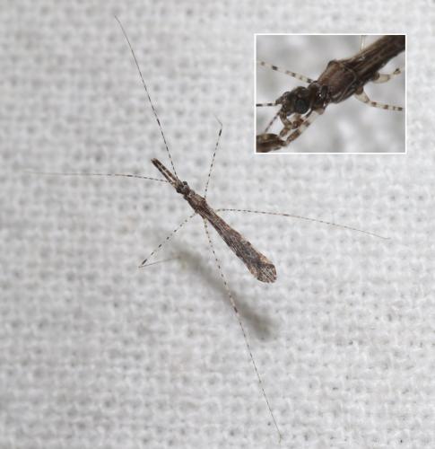 Empicoris rubromaculatus