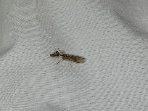 Mantispa styriaca