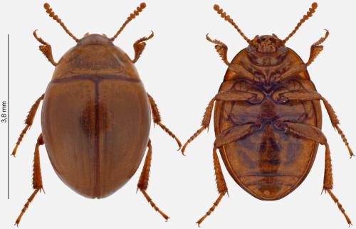 Halammobia pellucida