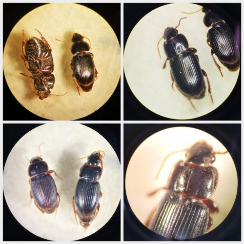 Harpalus pumilus