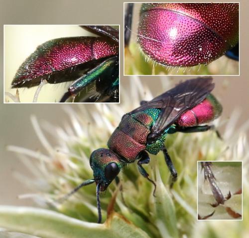 Réf. 296 399 : Hedychrum rutilans