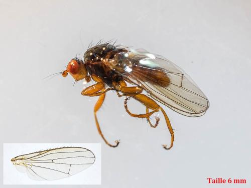 Gymnomus sp.