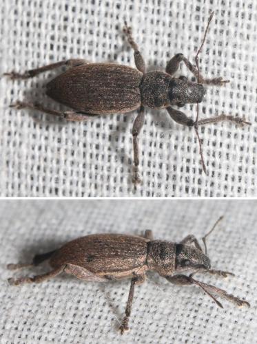 Brachyderes illaesus
