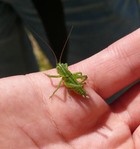 Tettigonia viridissima