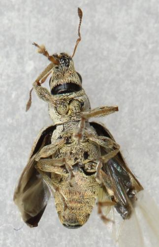 Sitona lineatus