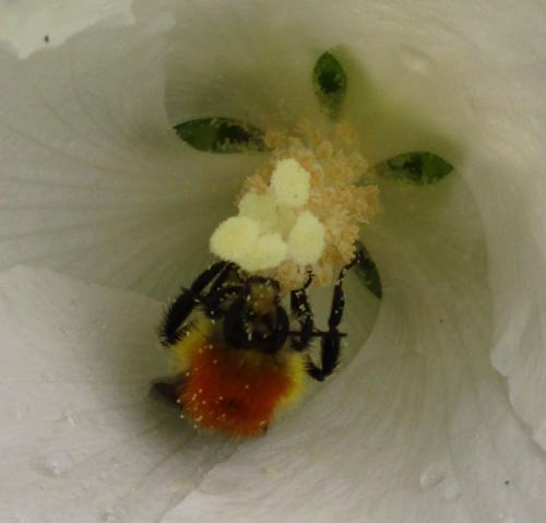 Bombus sp.