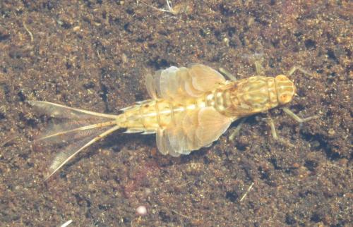 Siphlonurus sp.