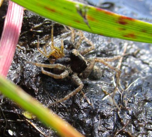 Pardosa sp.
