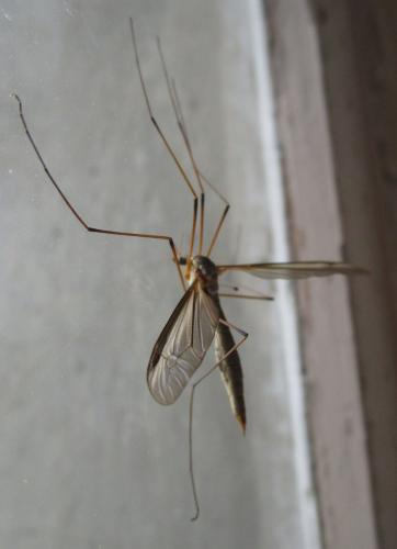Tipula oleracea