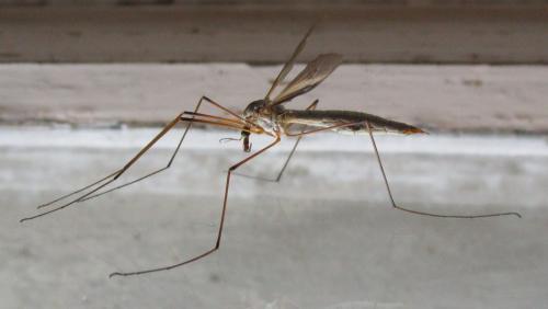 Tipula oleracea