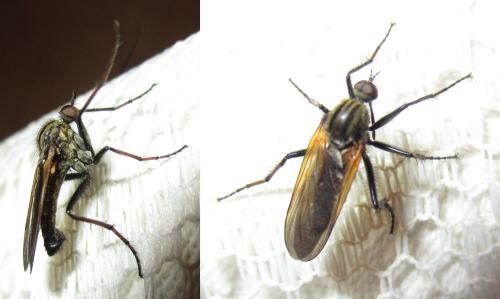 Empis tessellata