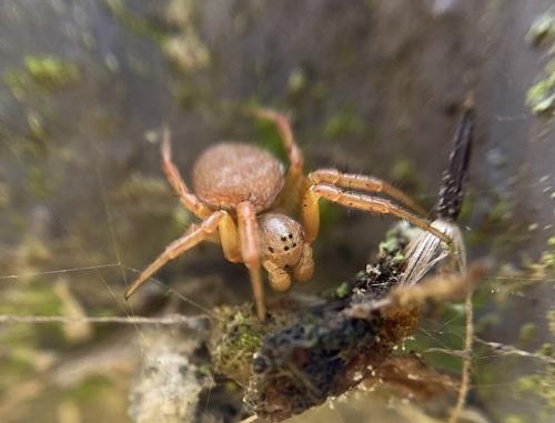 Araniella sp.