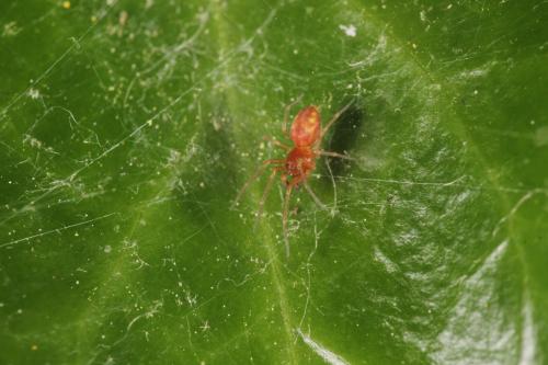 Nigma flavescens