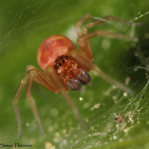 Nigma flavescens