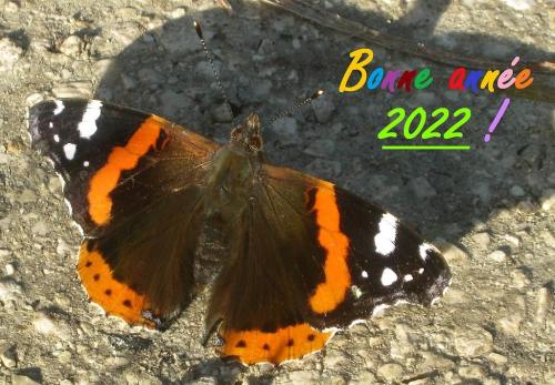 Vanessa atalanta