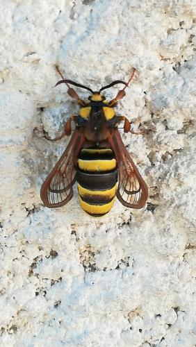 Réf. 296 660 : Sesia apiformis