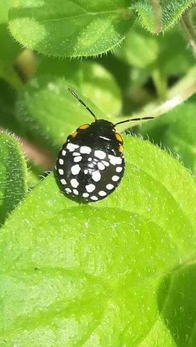 Nezara viridula