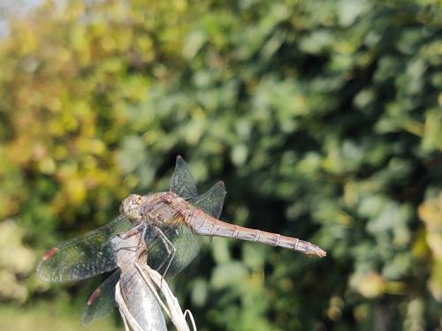 Sympetrum striolatum