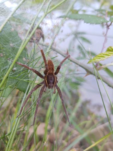 Réf. 296 878 : Dolomedes plantarius