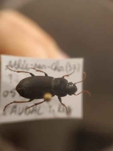 Réf. 296 039 : Pseudoophonus rufipes