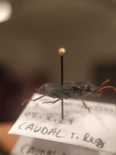 Pseudoophonus rufipes