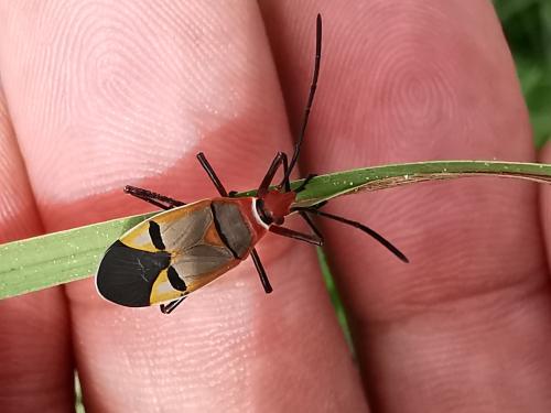 Dysdercus sp.