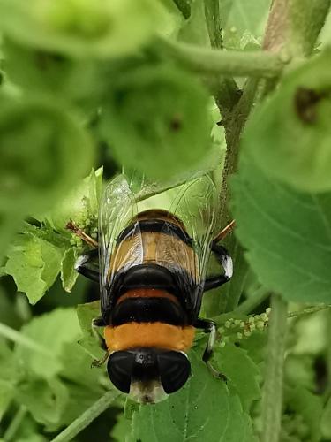 Phytomia natalensis