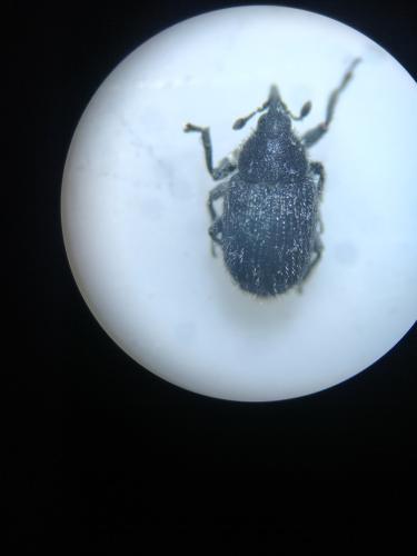 Réf. 296 436 : Rhinusa antirrhini