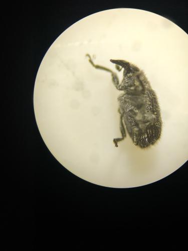 Réf. 296 438 : Rhinusa antirrhini