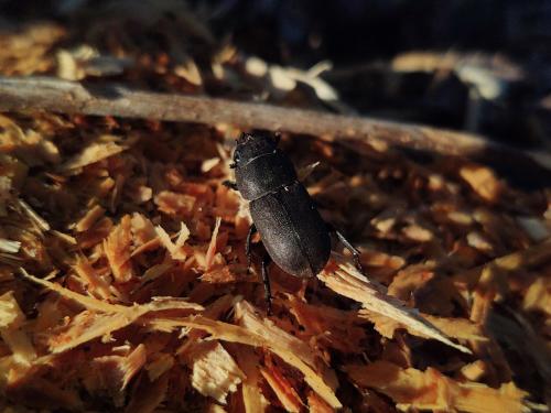 Réf. 296 486 : Dorcus parallelipipedus