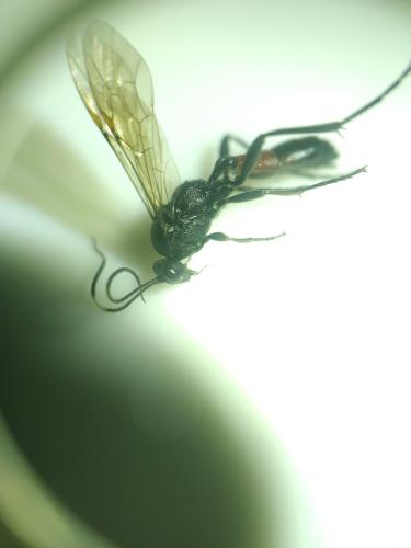 Réf. 296 551 : Stenichneumon culpator