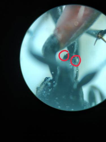 Réf. 296 552 : Stenichneumon culpator