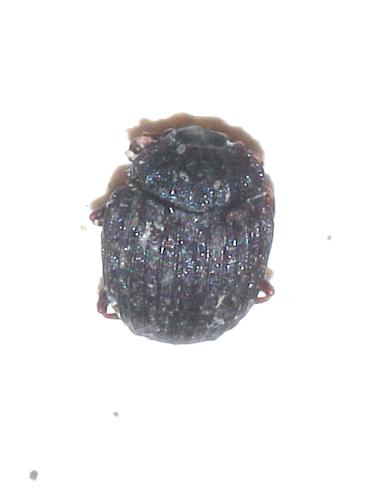 Onthophilus striatus striatus