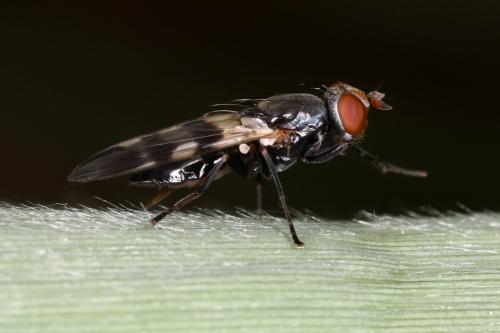 Ceroxys urticae