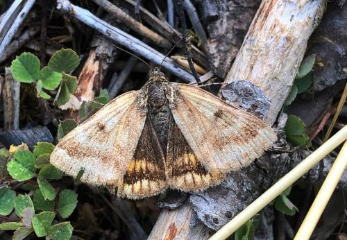 Réf. 296 080 : Euclidia glyphica