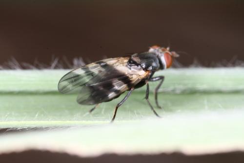 Ceroxys urticae