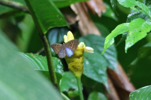 Réf. 296 164 : Eurybia lycisca