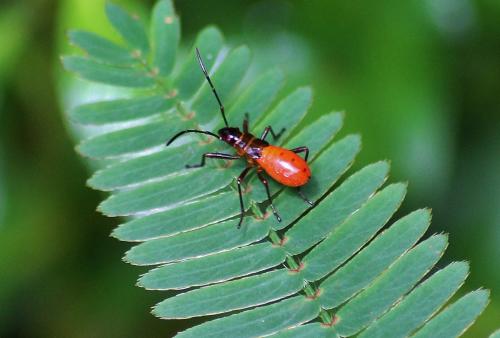 Dysdercus sp.